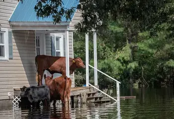 Cows who survived Hurricane Florence, stranded on a porch, surrounded by flood waters. North Carolina, USA. 